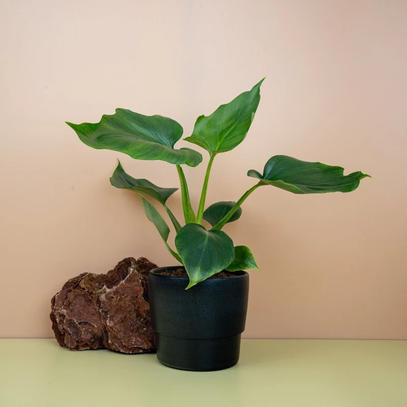 PHILODENDRON WARSZEWICZII