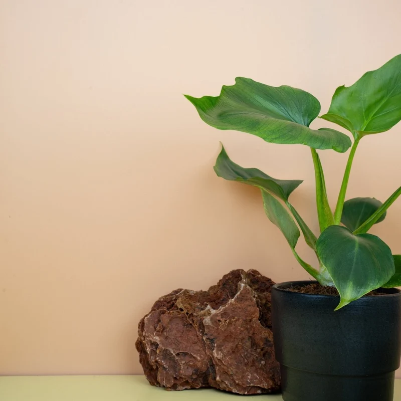 PHILODENDRON WARSZEWICZII