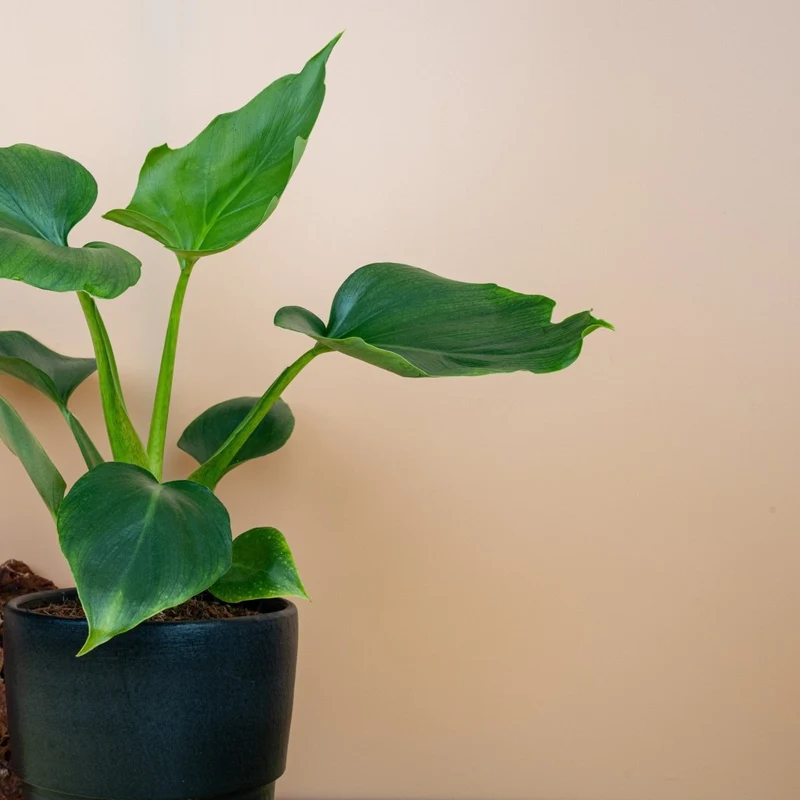 PHILODENDRON WARSZEWICZII