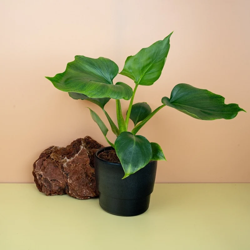 PHILODENDRON WARSZEWICZII