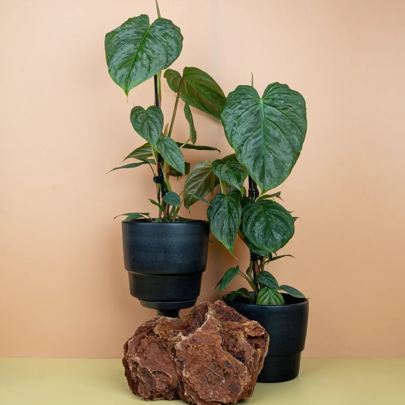 PHILODENDRON MAJESTIC