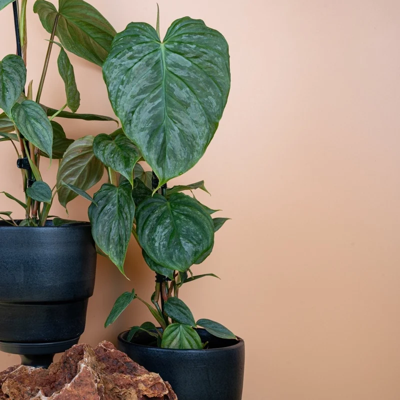 PHILODENDRON MAJESTIC