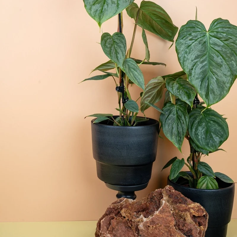 PHILODENDRON MAJESTIC