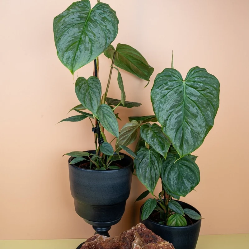 PHILODENDRON MAJESTIC