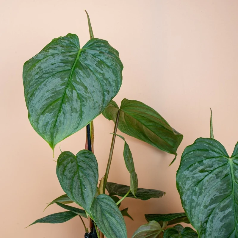 PHILODENDRON MAJESTIC