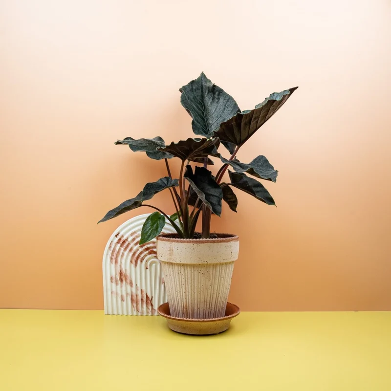 ALOCASIA ANTORO VELVET