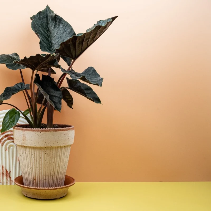 ALOCASIA ANTORO VELVET