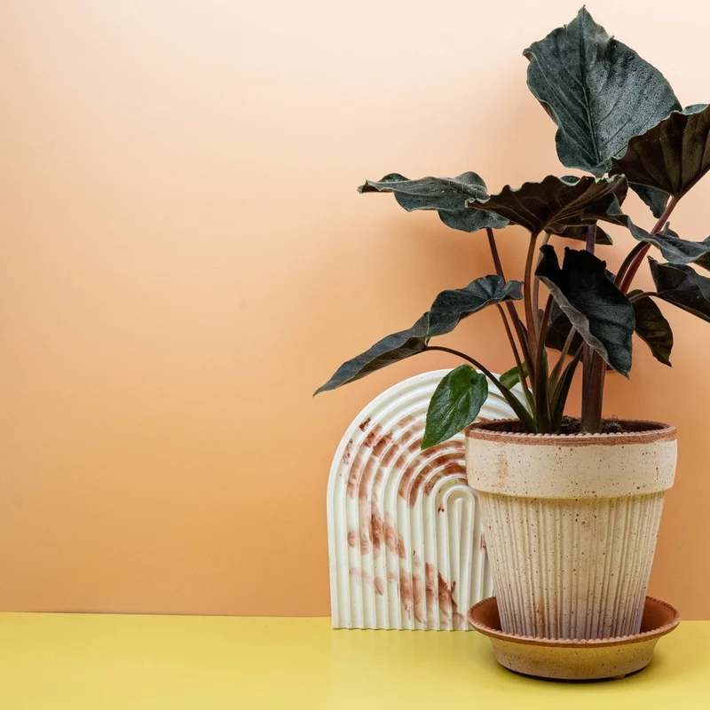 ALOCASIA ANTORO VELVET
