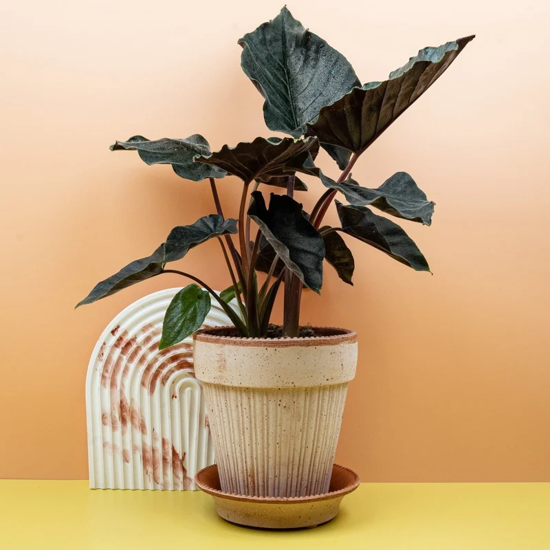 ALOCASIA ANTORO VELVET