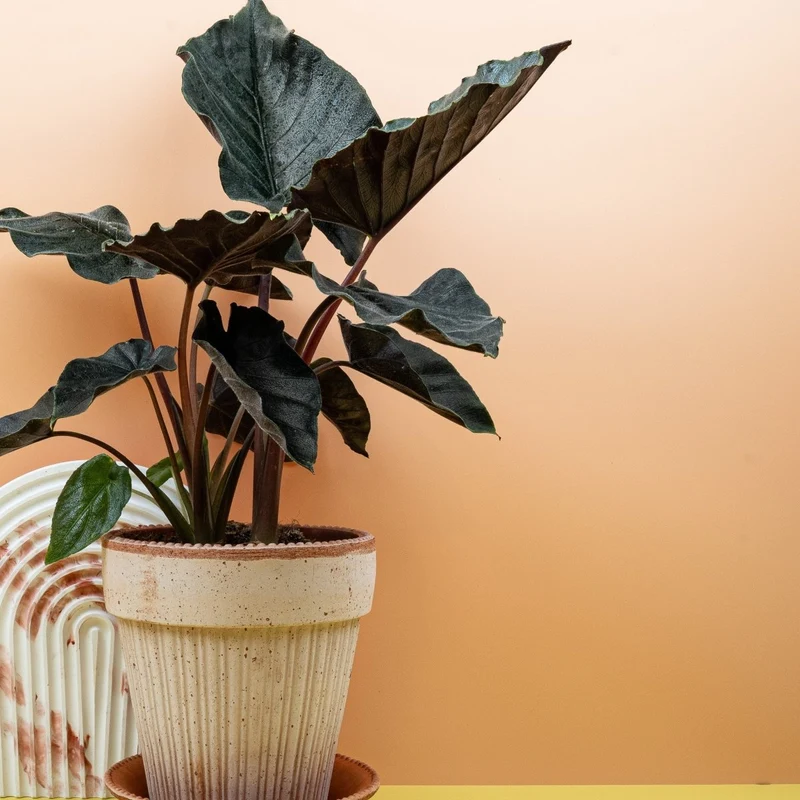 ALOCASIA ANTORO VELVET