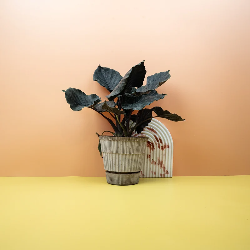 ALOCASIA ANTORO VELVET