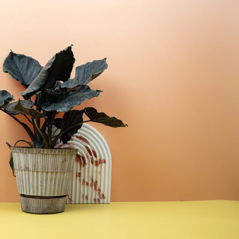 ALOCASIA ANTORO VELVET