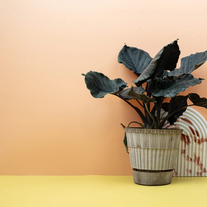 ALOCASIA ANTORO VELVET