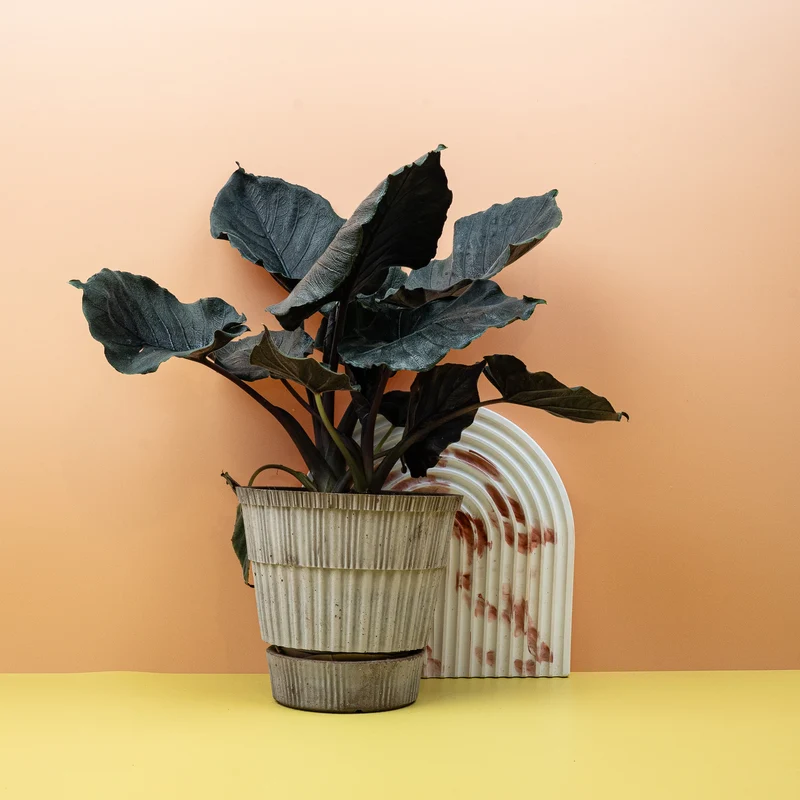 ALOCASIA ANTORO VELVET