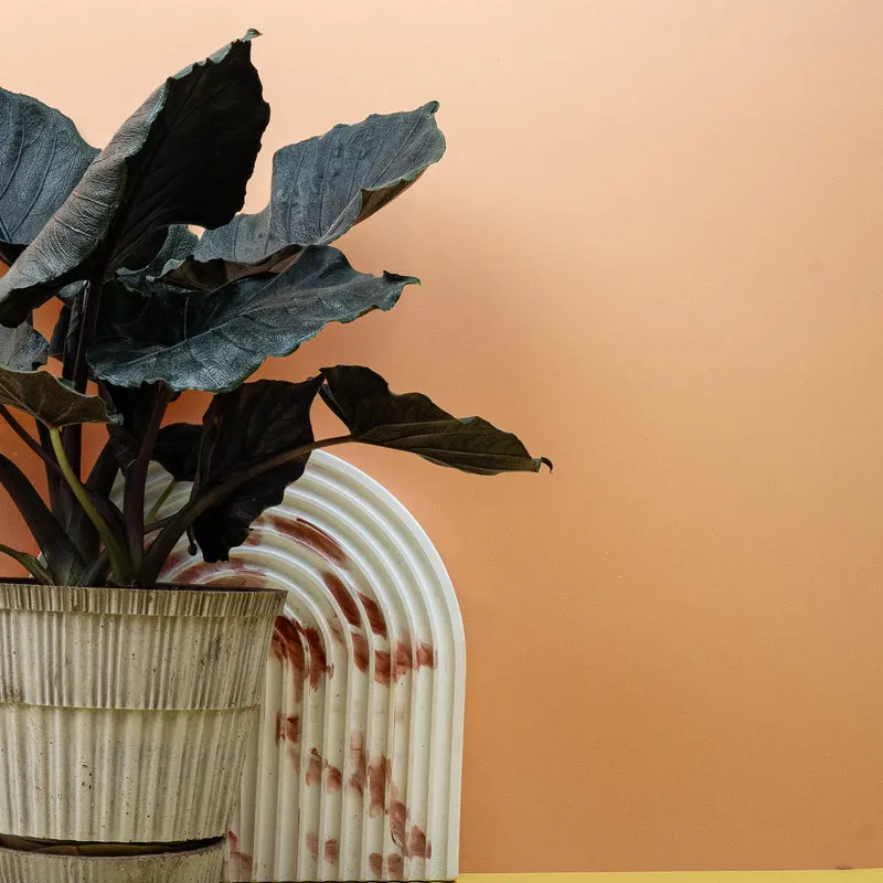 ALOCASIA ANTORO VELVET