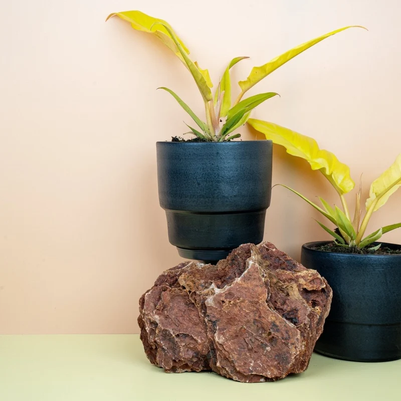 PHILODENDRON GOLDEN SAW