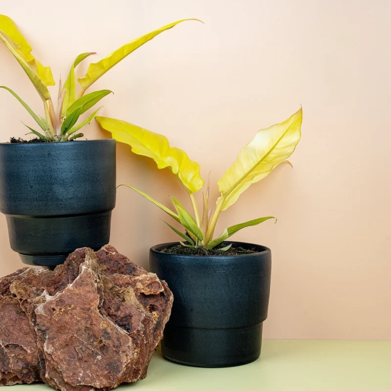 PHILODENDRON GOLDEN SAW