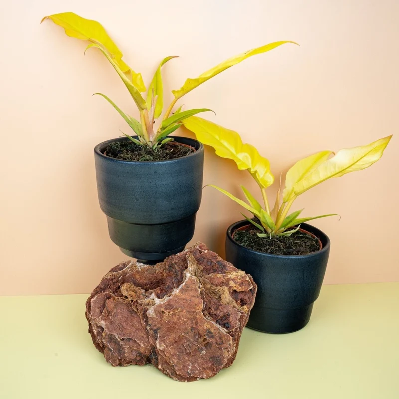 PHILODENDRON GOLDEN SAW