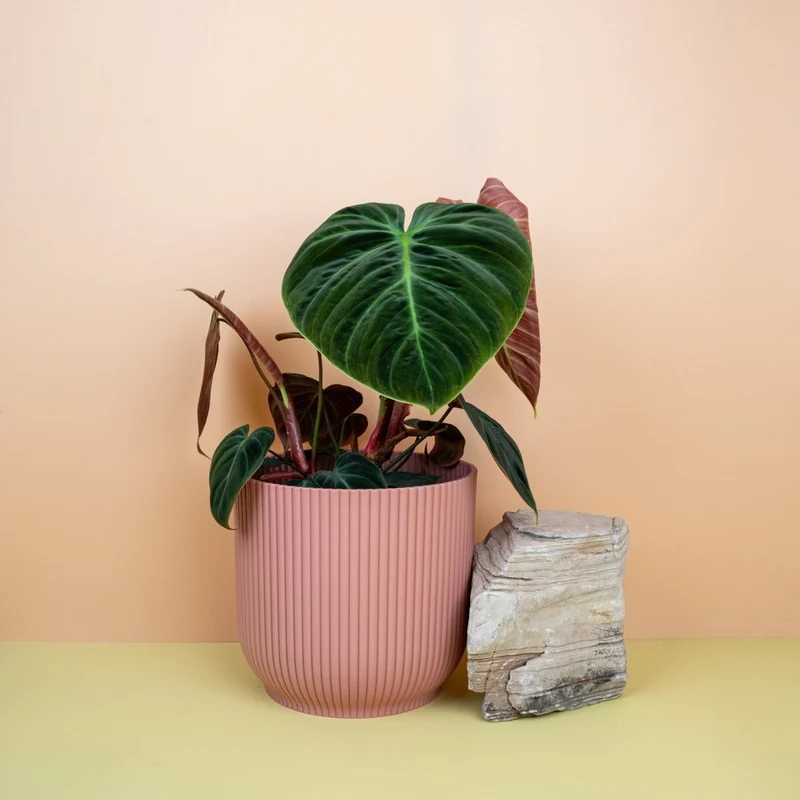 PHILODENDRON EL CHOCO RED
