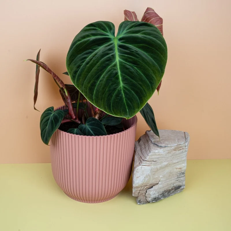 PHILODENDRON EL CHOCO RED