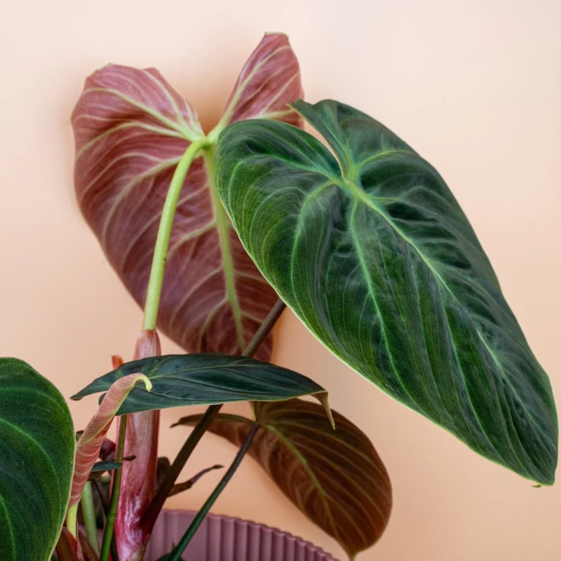 PHILODENDRON EL CHOCO RED