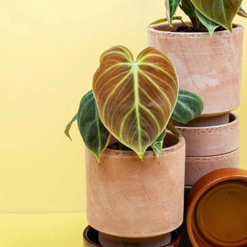 PHILODENDRON EL CHOCO RED