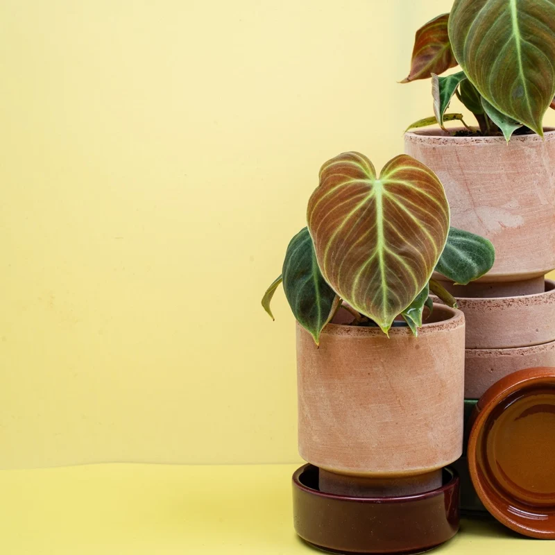PHILODENDRON EL CHOCO RED