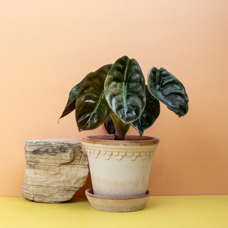 ALOCASIA CUPREA RED SECRET VARIEGATA