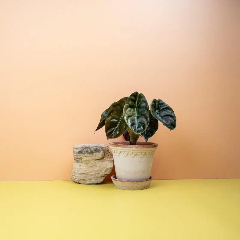 ALOCASIA CUPREA RED SECRET VARIEGATA