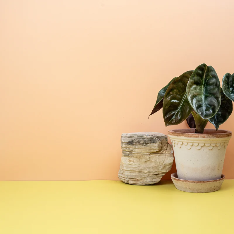 ALOCASIA CUPREA RED SECRET VARIEGATA