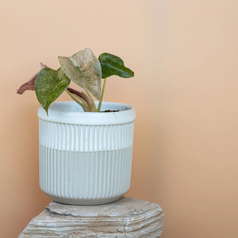 ALOCASIA CUPREA RED SECRET VARIEGATA