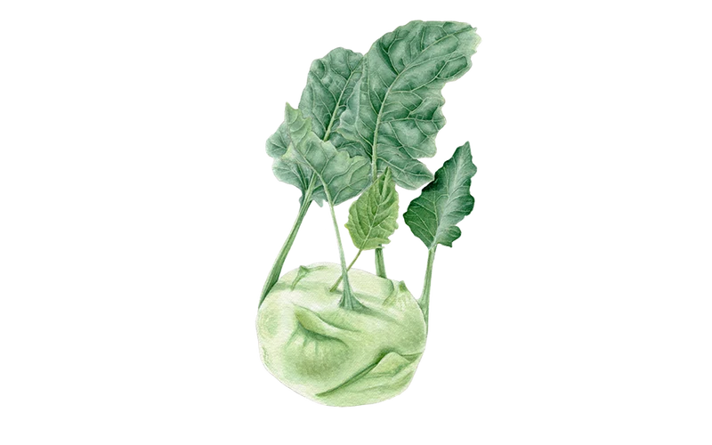 Kohlrabi ‘Superschmelz’
