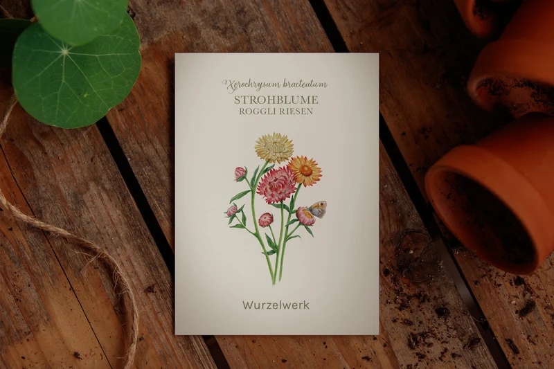 Strohblume ‘Roggli Riesen’