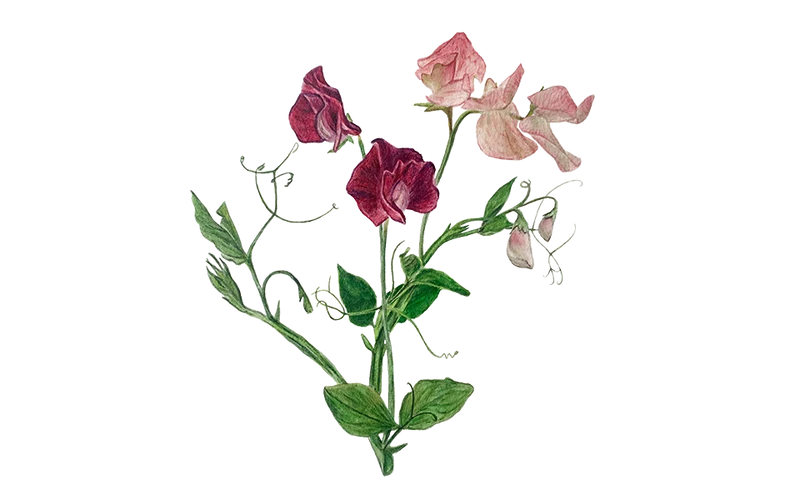 Duftwicke Mix weiß, rosa, lila