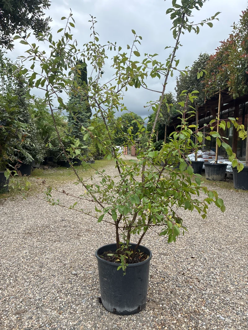 Schlehe Schwarzdorn / Prunus Spinosa