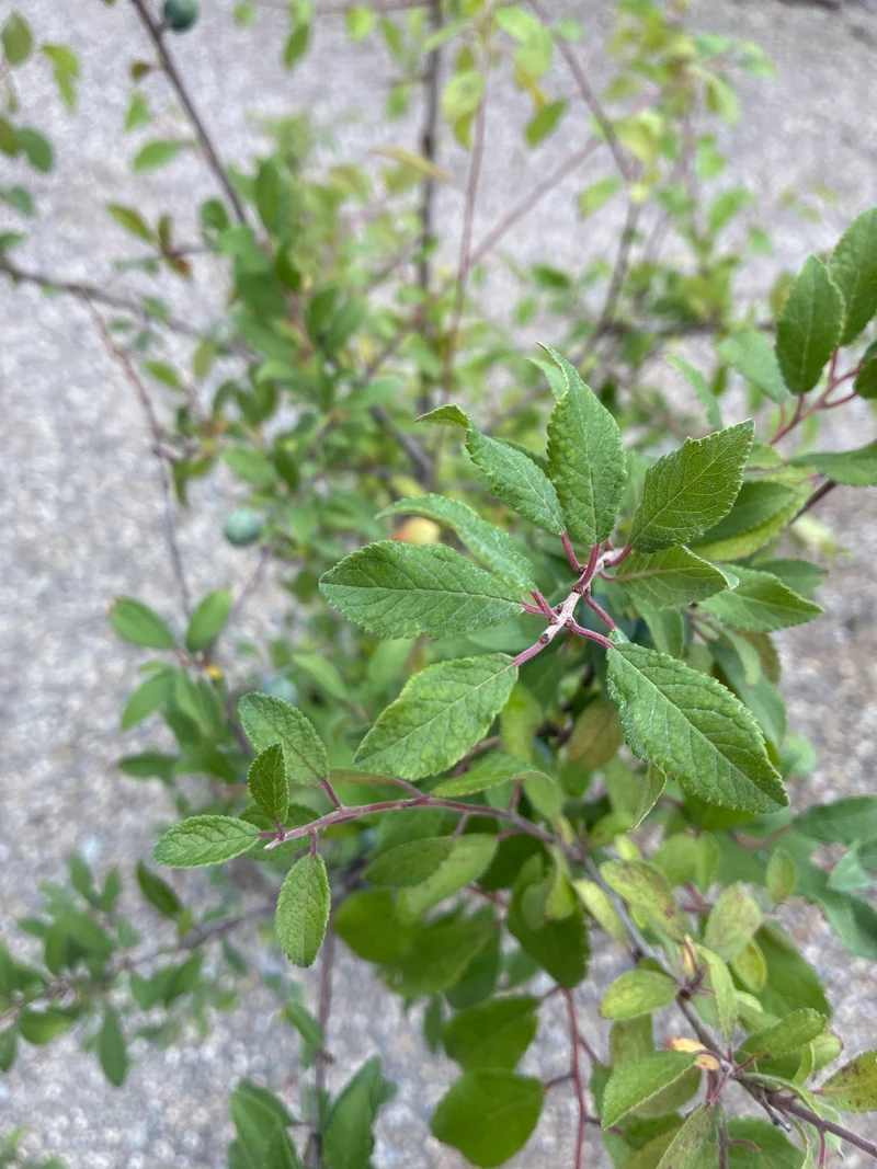 Schlehe Schwarzdorn / Prunus Spinosa