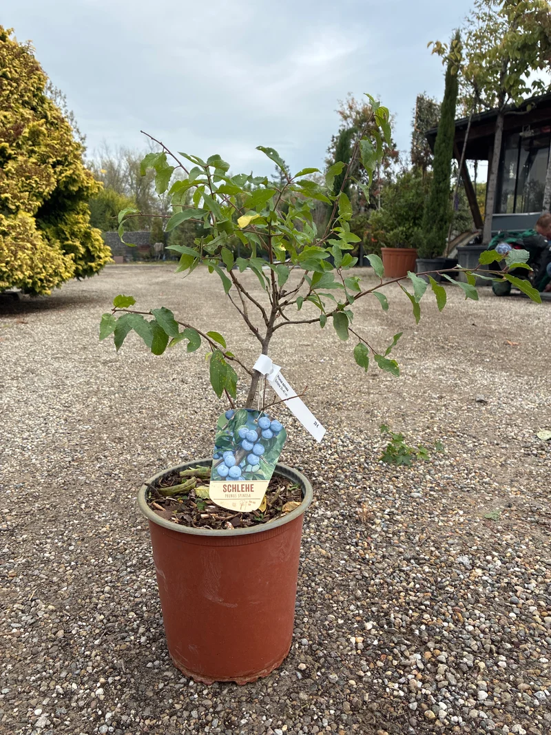Schlehe Schwarzdorn / Prunus Spinosa