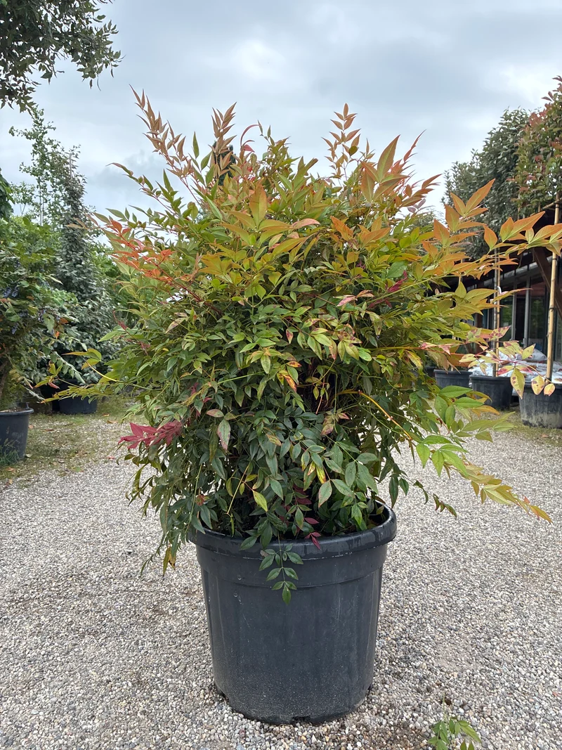 Himmelsbambus / Nandina domestica 'obsessed'