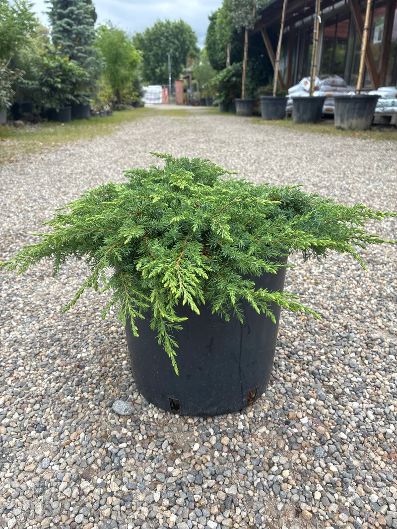 Immergrüner Kriechwacholder / juniperus communis 'green carpet'