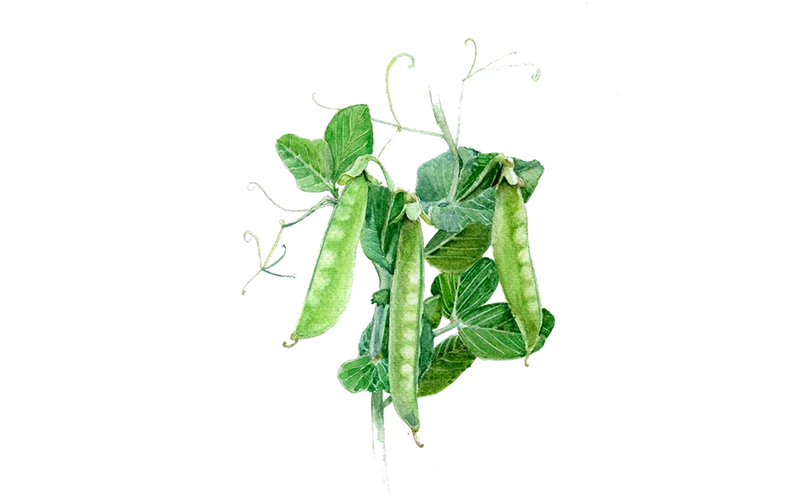 Zuckererbse ‘Ambrosia’