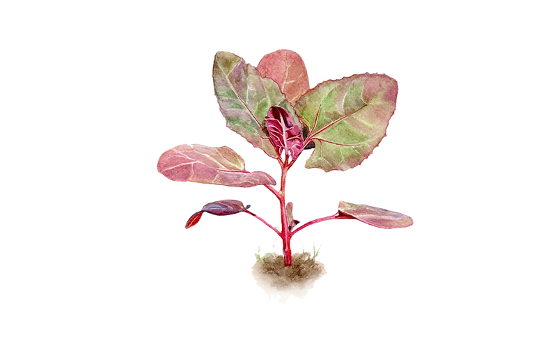 Spinatgemüse ‘Rote Gartenmelde’