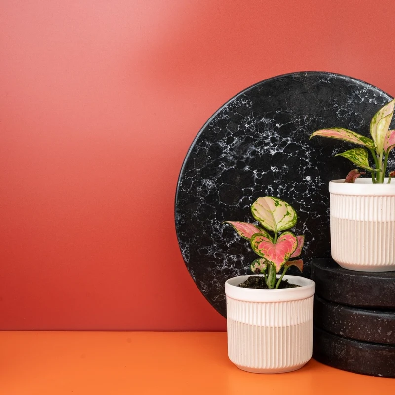 AGLAONEMA RED VALENTINE
