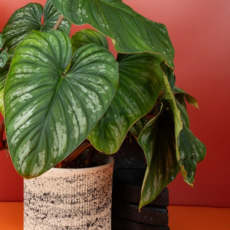PHILODENDRON PLOWMANII