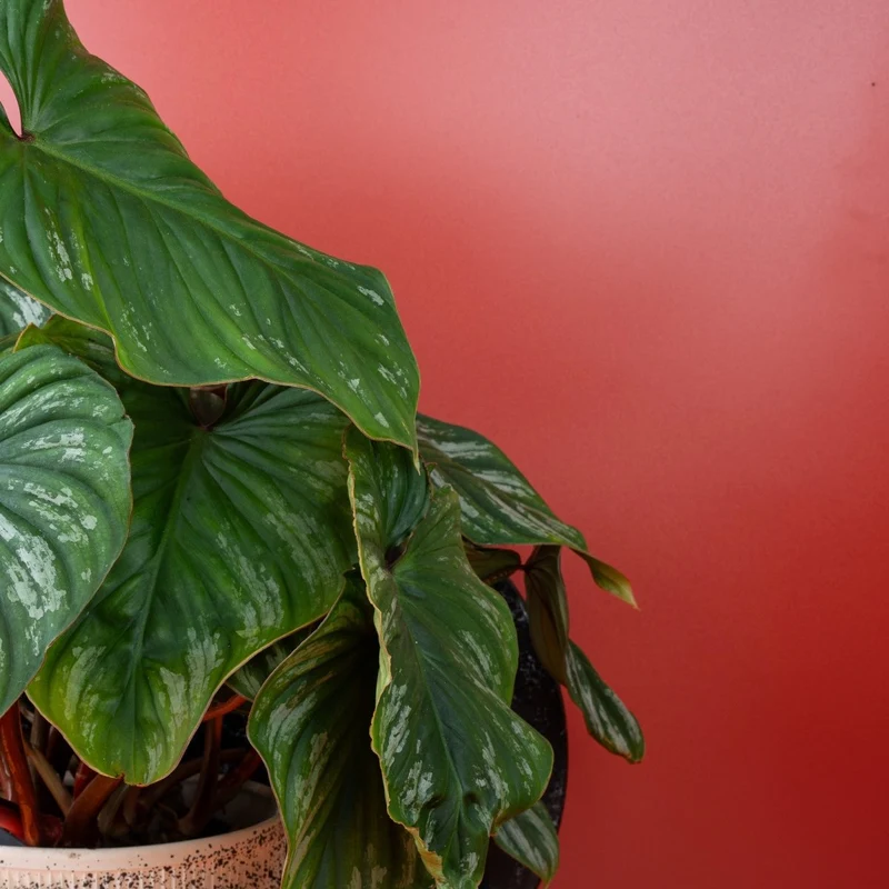PHILODENDRON PLOWMANII