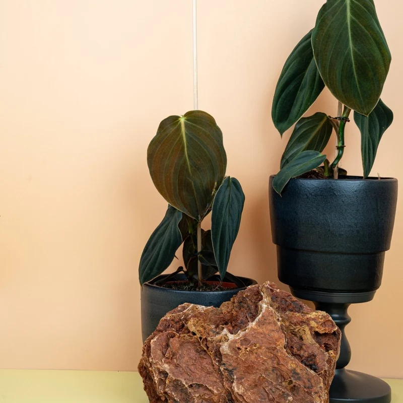 PHILODENDRON GIGAS