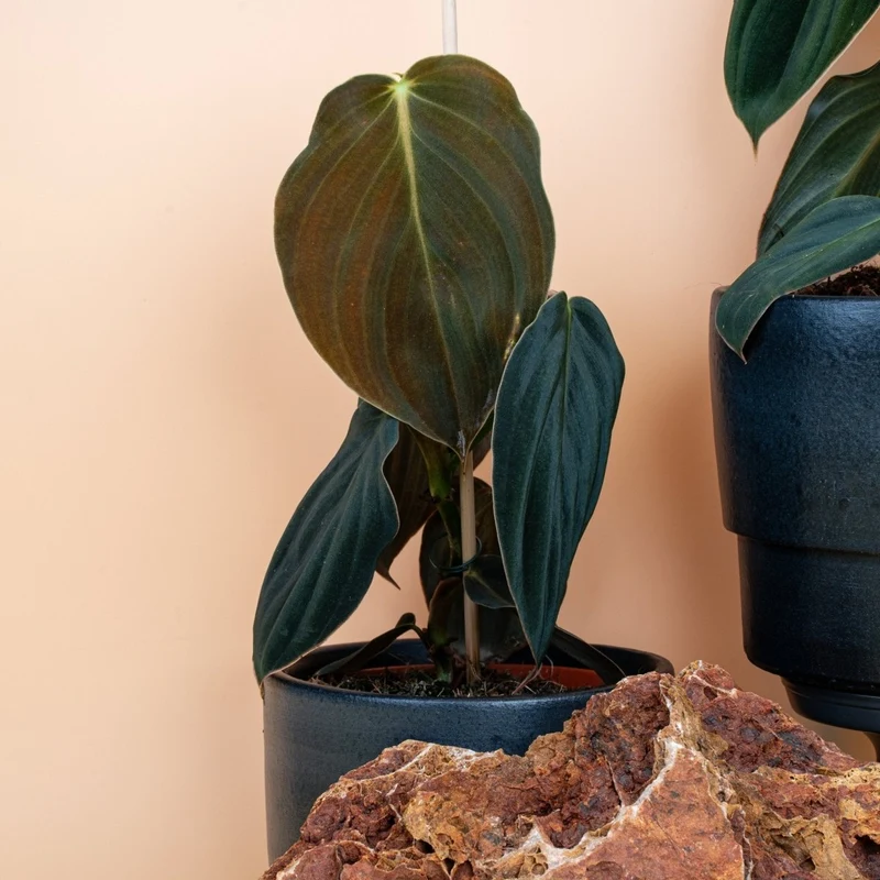PHILODENDRON GIGAS