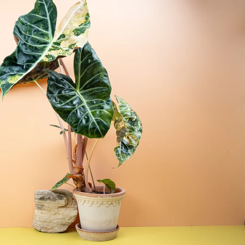 ALOCASIA NAIROBI NIGHTS VARIEGATA