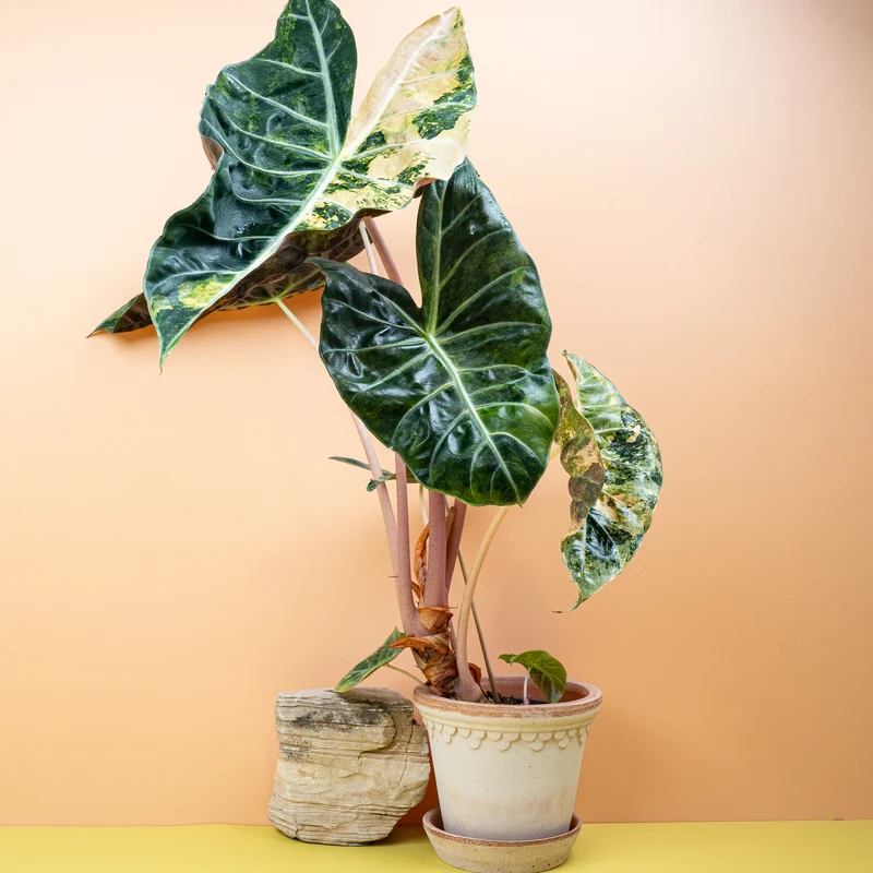 ALOCASIA NAIROBI NIGHTS VARIEGATA