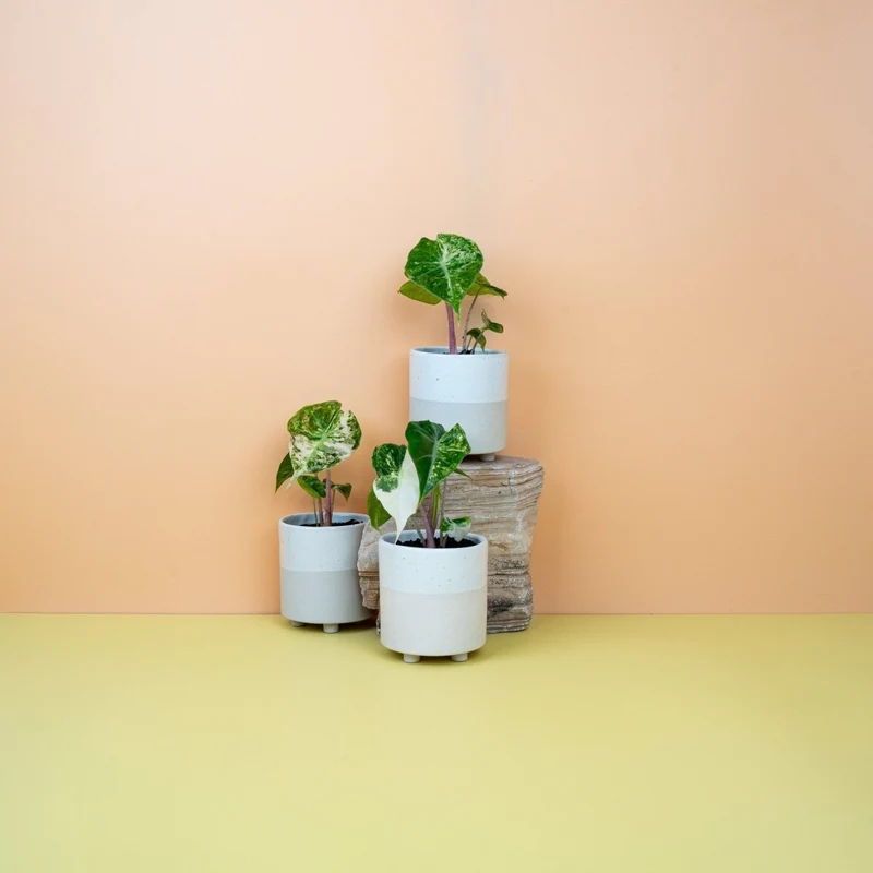 ALOCASIA NAIROBI NIGHTS VARIEGATA