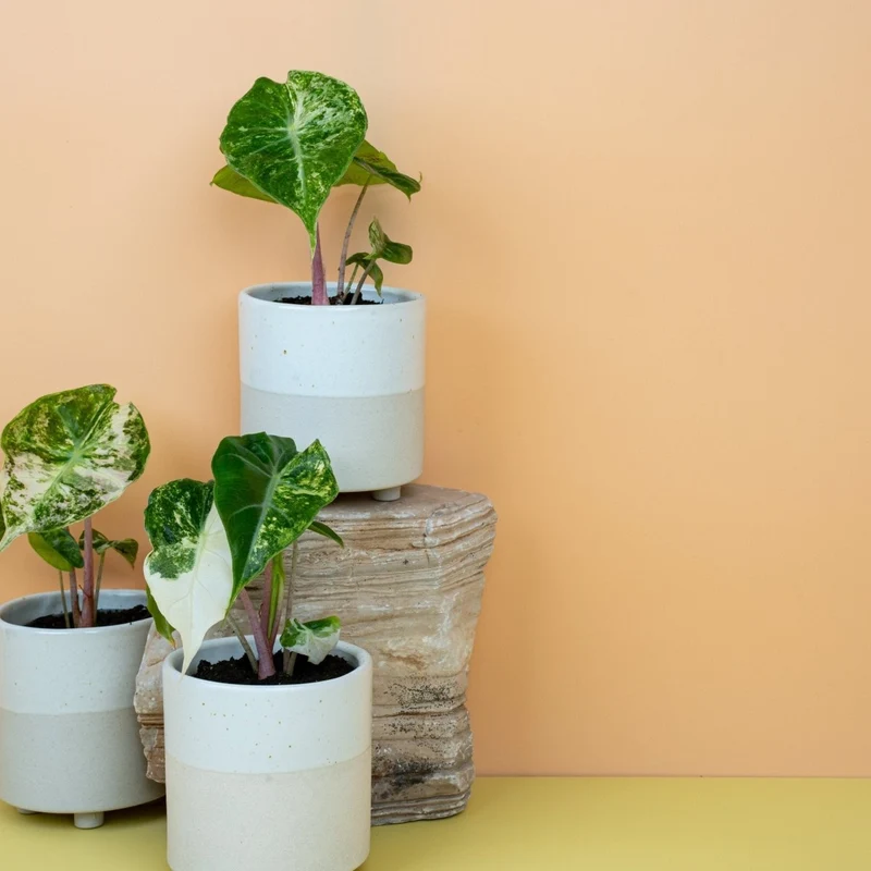 ALOCASIA NAIROBI NIGHTS VARIEGATA